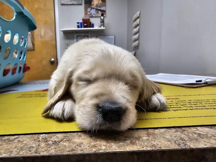 Middle Valley Animal Hospital Picture 10