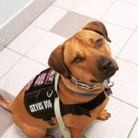 Banfield Pet Hospital ico