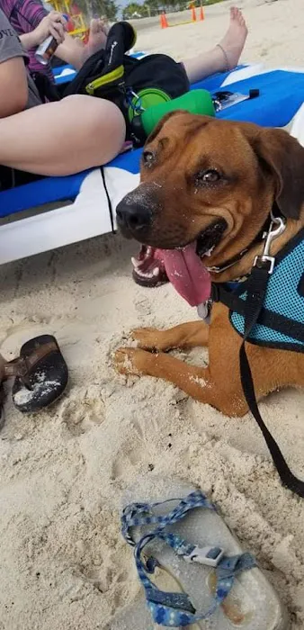 Banfield Pet Hospital Picture 4