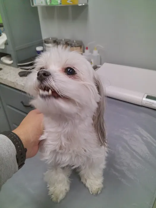 Hixson Pet Wellness Center Picture 6