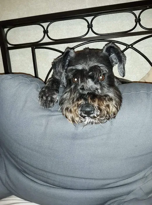 Wolftever Pet Wellness Group | Chattanooga Picture 2