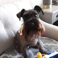 Wolftever Pet Wellness Group | Chattanooga ico
