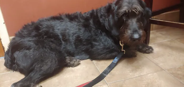 Wolftever Pet Wellness Group | Chattanooga Picture 3