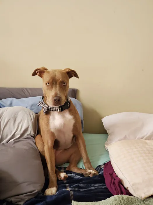 Wolftever Pet Wellness Group | Chattanooga Picture 7