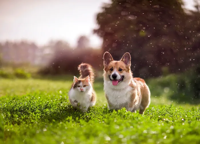 Wolftever Pet Wellness Group | Chattanooga Picture 6