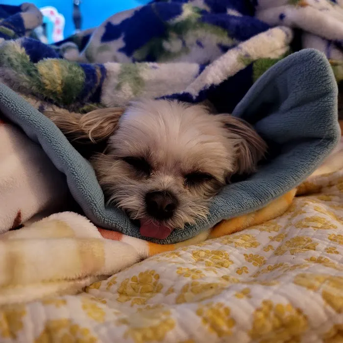 Wolftever Pet Wellness Group | Chattanooga Picture 10
