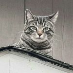 Northgate Animal Hospital