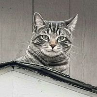 Northgate Animal Hospital ico