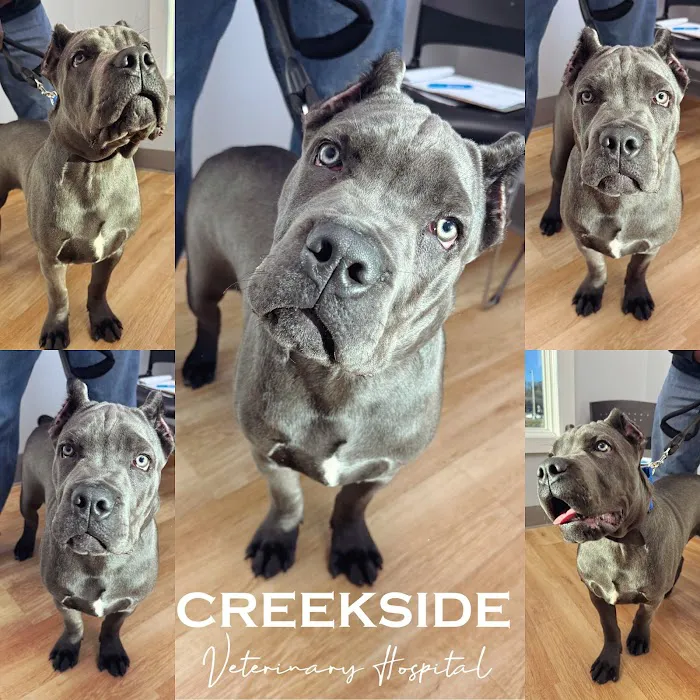 Creekside Veterinary Hospital Picture 4