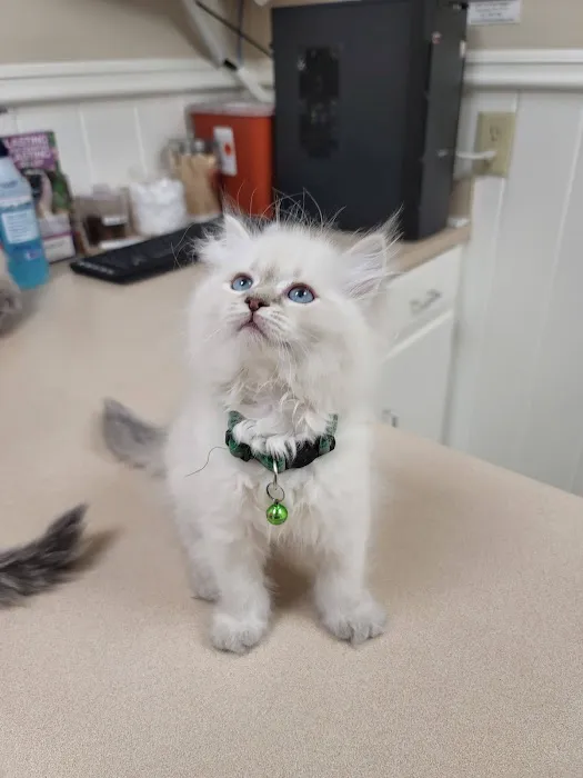 Taylor Animal Hospital Picture 6