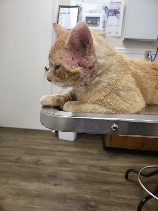Taylor Animal Hospital Picture 10