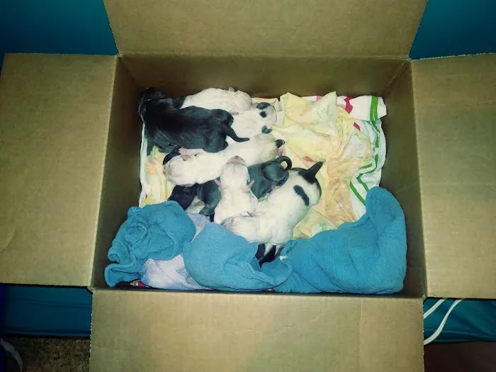 Animal Medical Center Picture 3