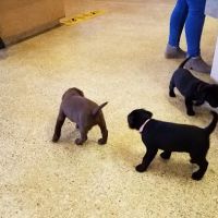Animal Medical Center ico