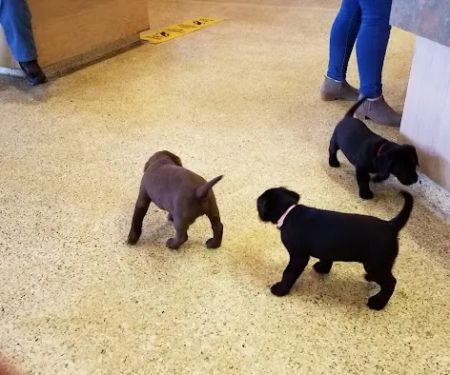 Animal Medical Center