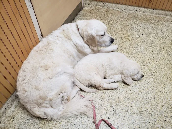 Animal Medical Center Picture 8