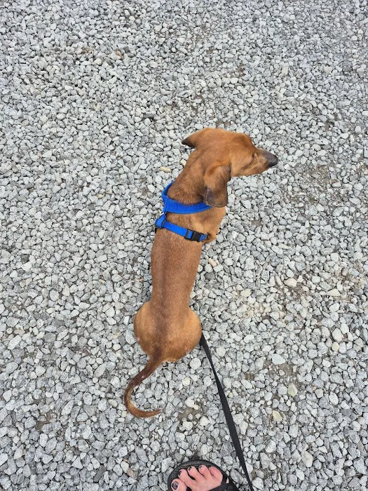 Dixie Day Spay Picture 8