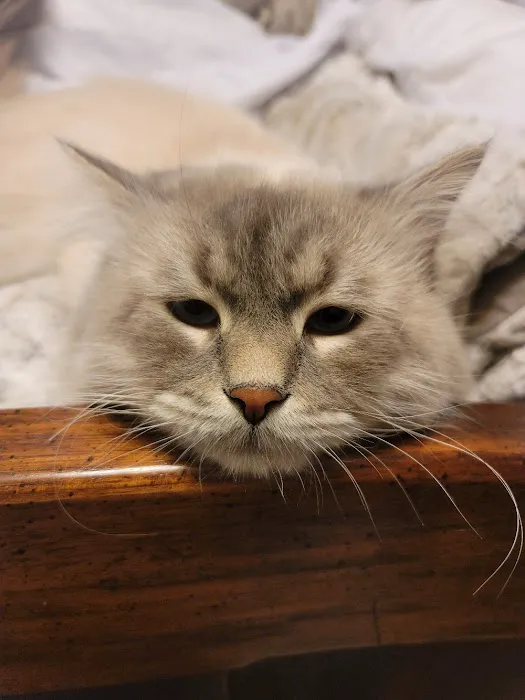Serenova Cattery Picture 4