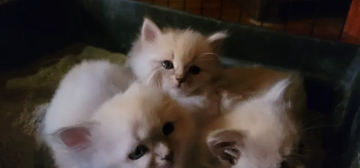 Serenova Cattery Picture 2