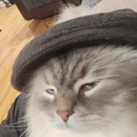 Serenova Cattery ico
