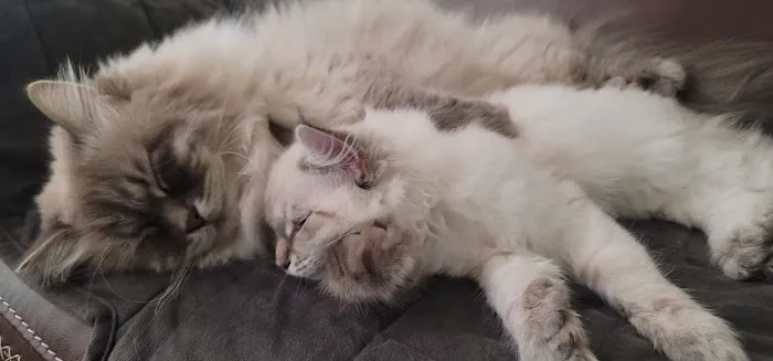 Serenova Cattery Picture 6