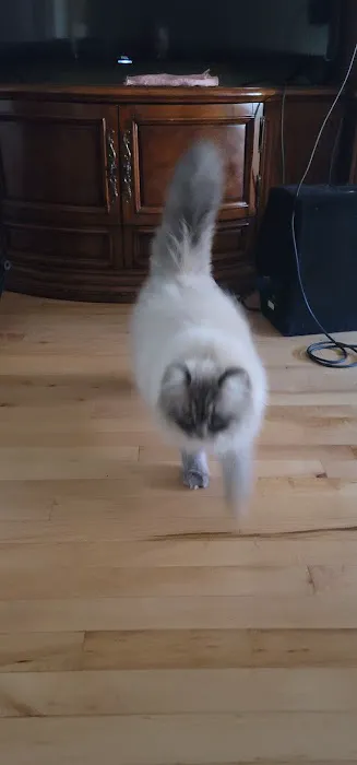 Serenova Cattery Picture 10