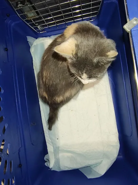 Keith Street Animal Clinic Picture 3
