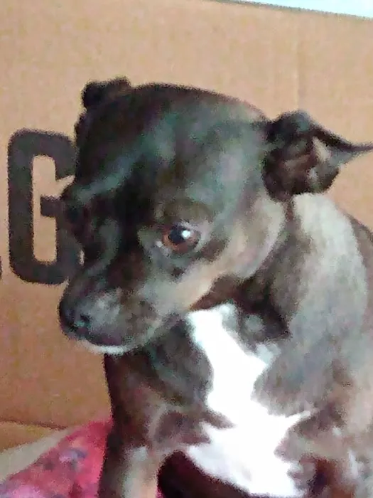 Keith Street Animal Clinic Picture 7