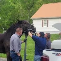 Equine Medical Center-Cleveland ico