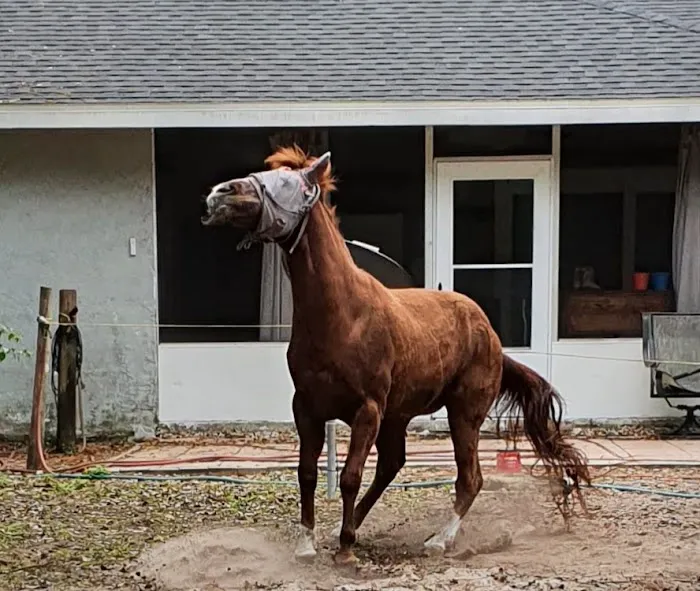 Equine Medical Center-Cleveland Picture 2