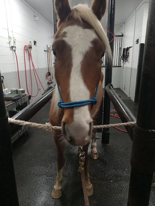 Equine Medical Center-Cleveland Picture 9