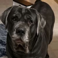 Grace Veterinary Clinic ico