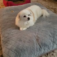 Capitol Illini Veterinary Services - Chatham ico