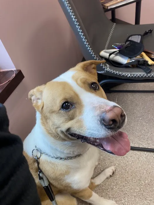 Five Star Veterinary Center Picture 7