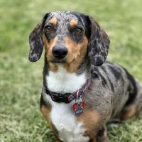 Laketown Animal Hospital ico