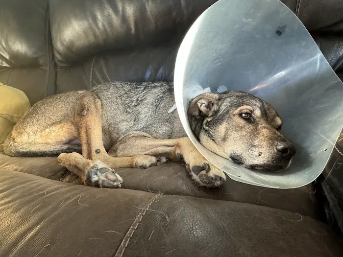Prompt Vet Picture 1