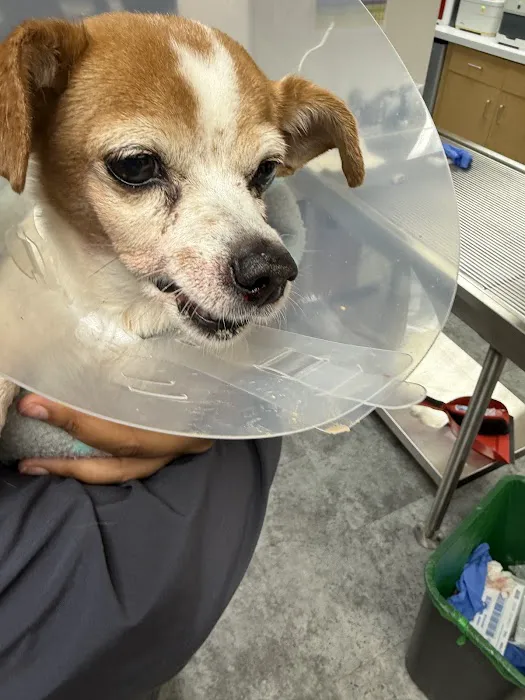 Prompt Vet Picture 4