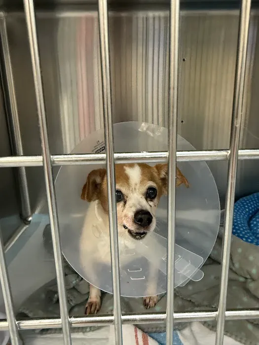 Prompt Vet Picture 6