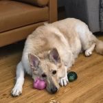 Wolf Veterinary Services