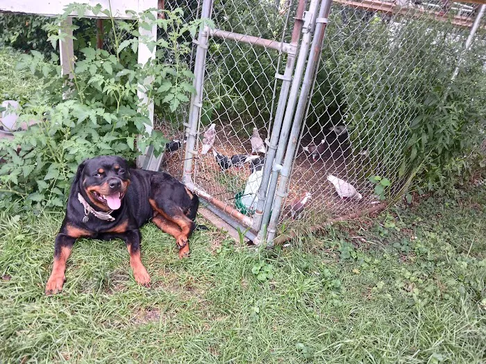 Parkway Veterinary Clinic Picture 8