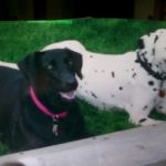 Parkway Veterinary Clinic: Snyder Sean DVM