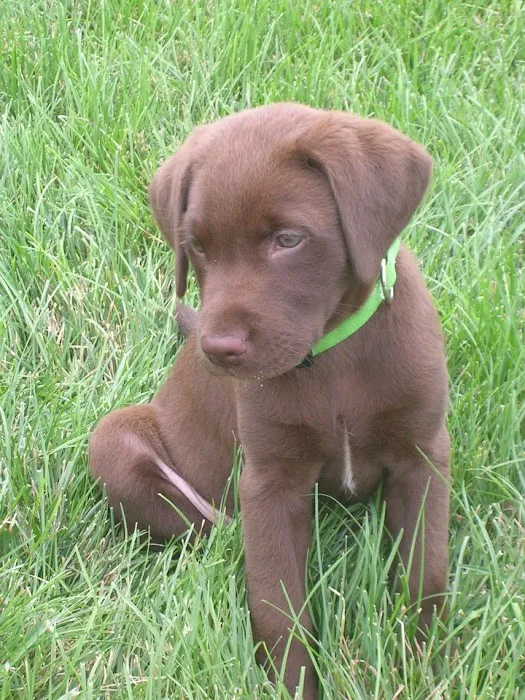 Coble Animal Hospital Picture 5