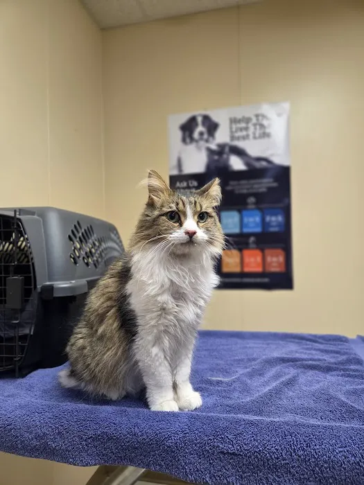 Capitol Illini Veterinary Services - Springfield Picture 2