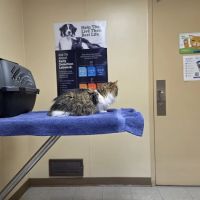 Capitol Illini Veterinary Services - Springfield ico