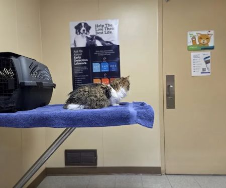 Capitol Illini Veterinary Services - Springfield