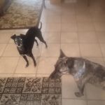 Woodford County Veterinary Clinic