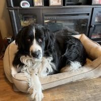 Hawthorne Park Animal Care Center ico