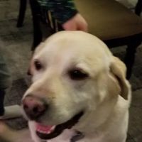 Chessie Lane Animal Hospital ico