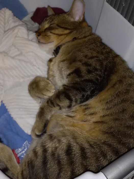 Fox Valley Veterinary Hospital Picture 1