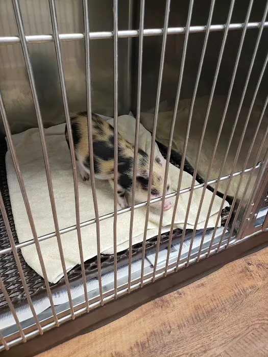 Tri-County Veterinary Services LLC Picture 2