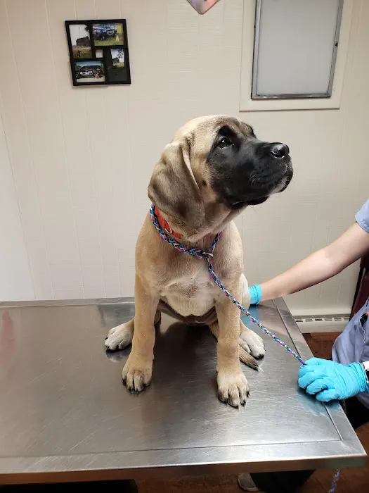 Tri-County Veterinary Services LLC Picture 4
